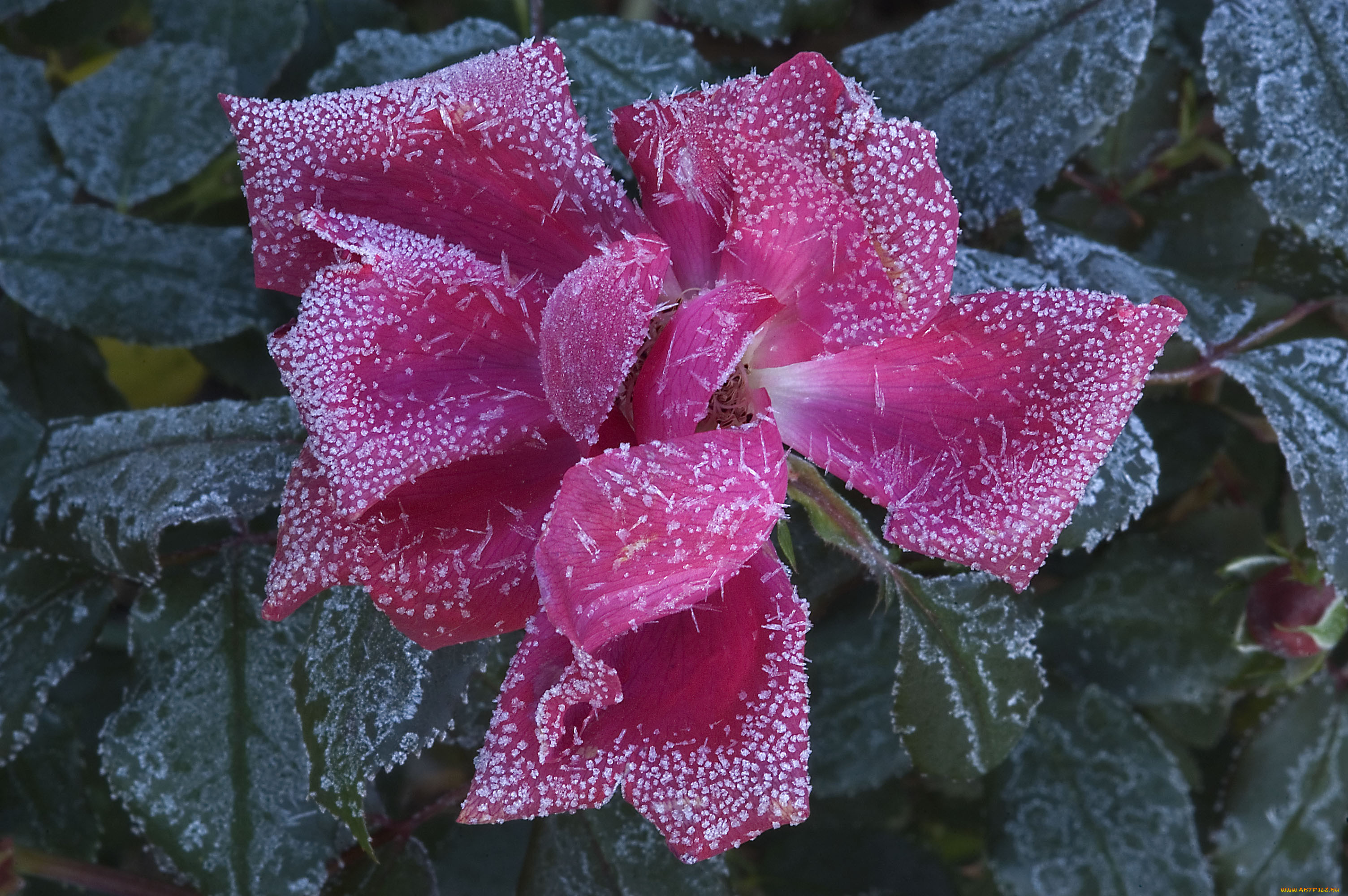 , , rose, 